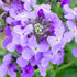 Sweet Rocket Seeds (Hesperis matronalis)